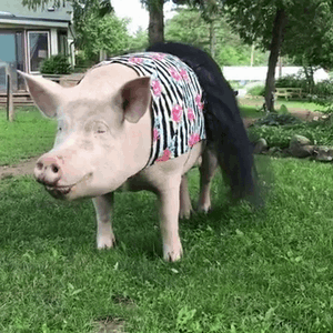 爱美的大猪散步动图