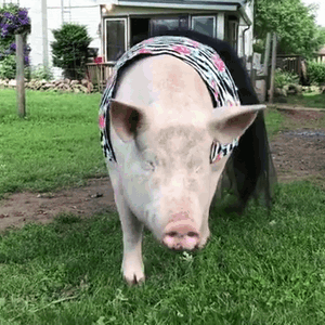 爱美的大猪散步动图