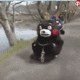 熊本熊骑自行车出车祸啦