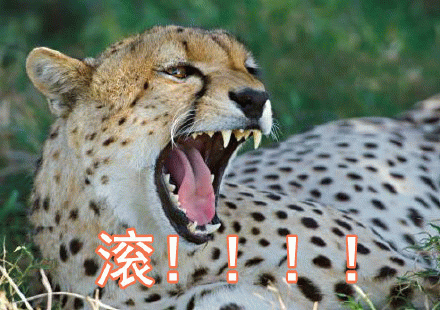 滚！！！表情包图片gif动图 - 求表情网,斗图从此不求人!