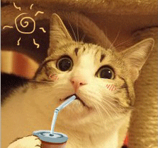 看我换装，喵星人 可爱猫咪叼着吸管喝饮料，表情呆萌超有趣