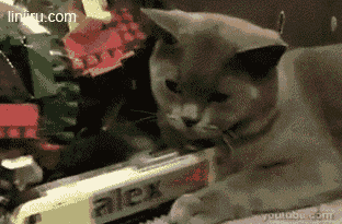 真特么无聊（喵星人） 可爱猫咪咬着物品，表情呆萌，尽显萌态