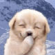 捂嘴微笑小狗表情包图片 可爱表情包