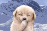 捂嘴微笑小狗表情包图片 可爱表情包