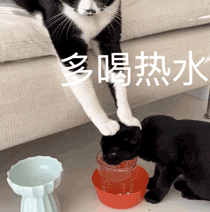 猫咪按着小狗的头让他多喝热水