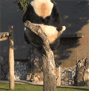 大熊猫 大熊猫坐断了树枝