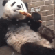 大熊猫 大熊猫吃笋，真笋
