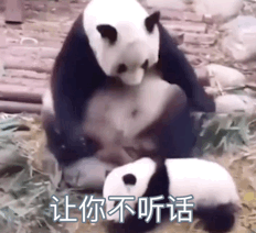 大熊猫 熊猫家长揍熊猫宝宝，让你不听话，打你屁屁