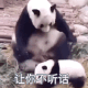 大熊猫 熊猫家长揍熊猫宝宝，让你不听话，打你屁屁