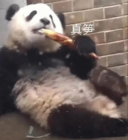 大熊猫 大熊猫吃笋真笋
