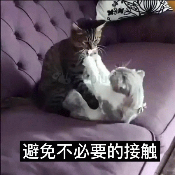 猫咪 两个猫咪打架，避免不必要的接触