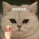 猫咪 猫咪手拿爆米花，跟我看电影