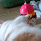 猫咪 猫咪躺在地上玩小球玩具