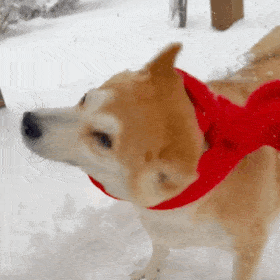 柴犬 带着红色围巾的柴犬在雪地里甩着身体玩耍