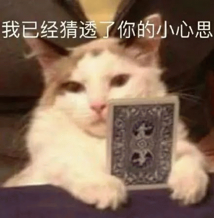 猫咪 猫咪拿着扑克牌说我已经猜透你的心思