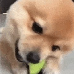 狗狗吃吃吃表情包