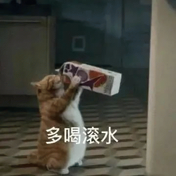 小猫咪多喝滚水表情包