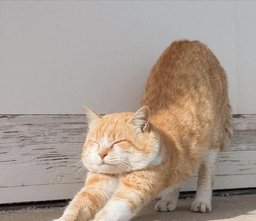 小猫咪伸懒腰表情包