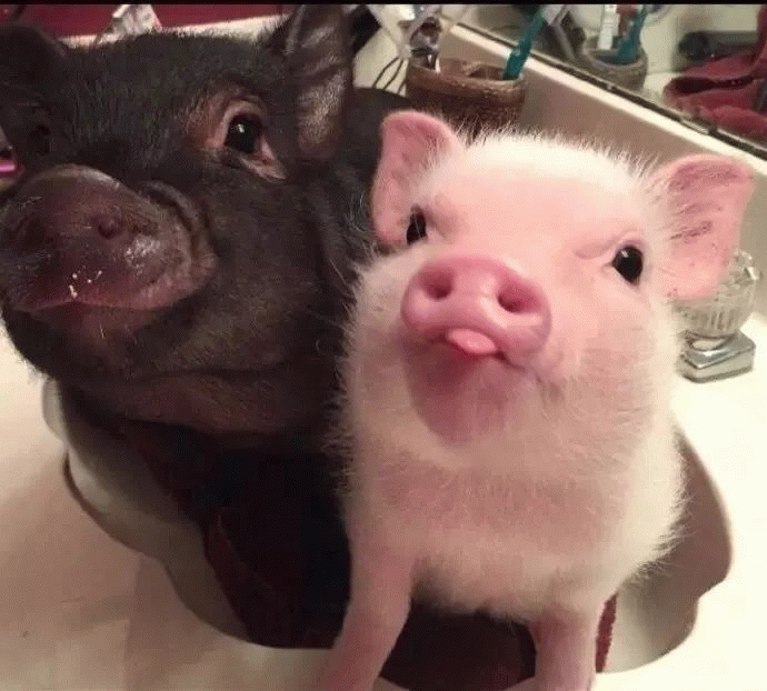 猪猪什么事表情包