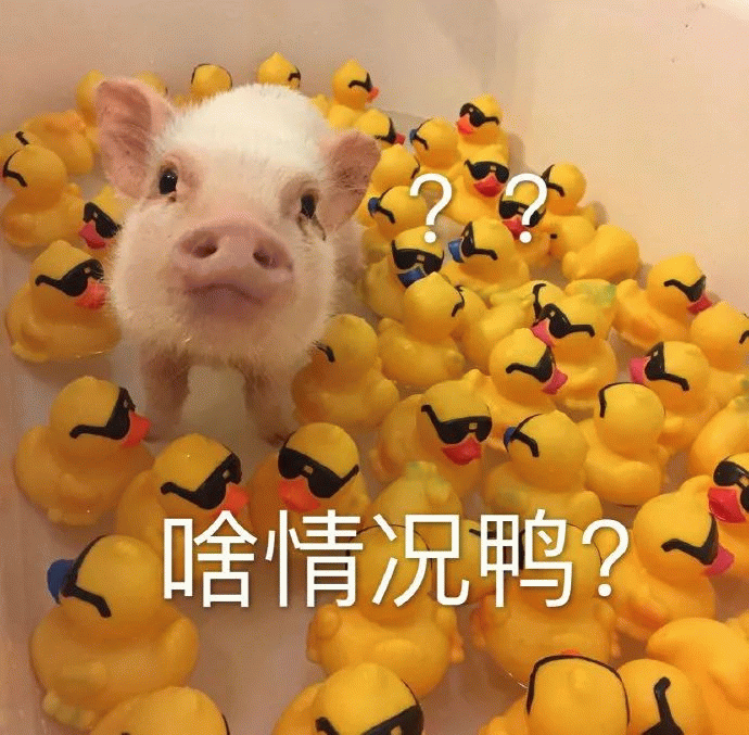 猪猪啥情况鸭表情包
