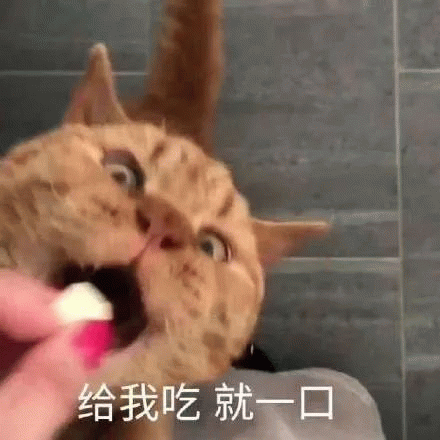 给我吃就一口 橘猫瞪大眼睛张嘴讨食,配文“给我吃 就一口”超可爱表情包图片gif动图 - 求表情网,斗图从此不求人!