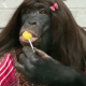 大猩猩吃糖表情包