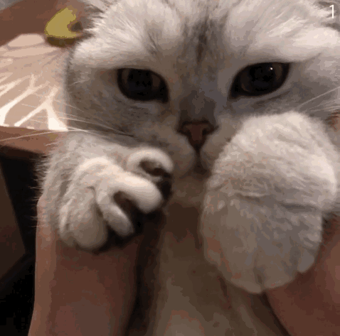 猫咪伸爪子表情包 卖萌表情包 牵手表情包 伸爪表情包