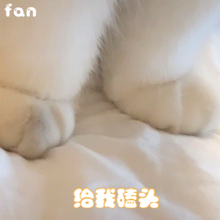 猫咪可爱jiojio表情包 拽 给我磕头 软萌拽表情包 超拽表情包 猫咪可爱表情包