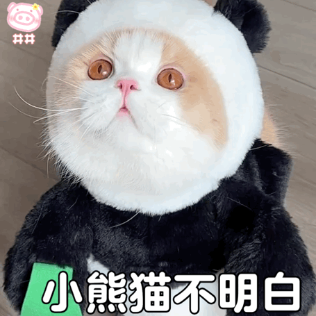 猫咪熊猫衣服表情包 小熊猫不明白 猫咪卖萌表情包 女生可爱表情包