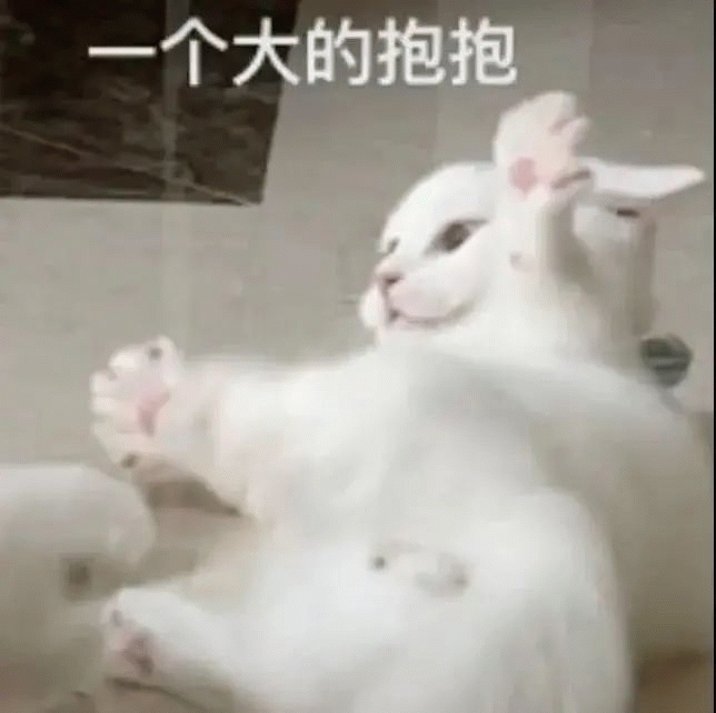 白色猫咪张开爪子抱抱表情包 一个大的抱抱 求抱抱表情包