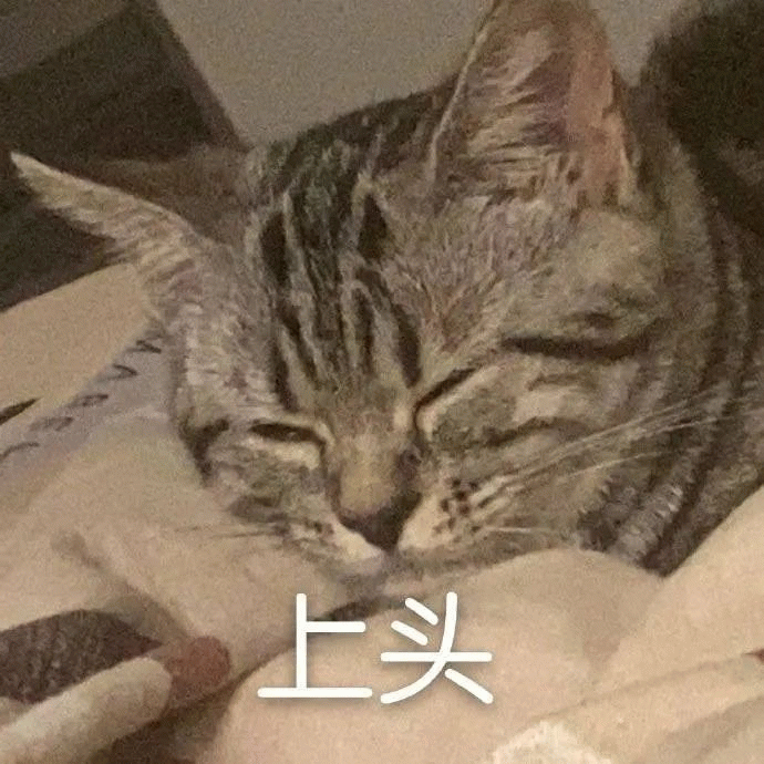 上头 猫咪闭眼依偎在毯子上,一脸陶醉模样配文“上头”表情包图片gif动图 - 求表情网,斗图从此不求人!