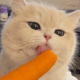 猫咪舔胡萝卜