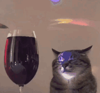 猫咪迪厅喝酒