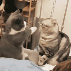 猫咪打架