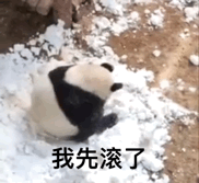 大熊猫 大熊猫在地上滚，我先滚了