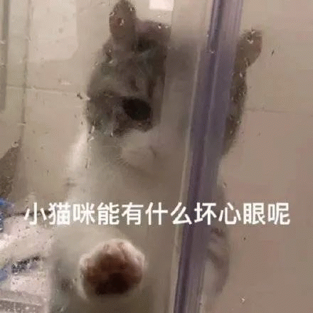 猫咪 猫咪站在浴室门口偷看，小猫咪能有什么坏心眼呢