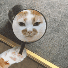 小花猫照镜子wink