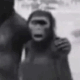 黑白猩猩表情
