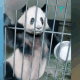 熊猫拿碗敲笼子表情包