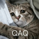 小猫咪伤心QAQ（钱啊钱）表情包