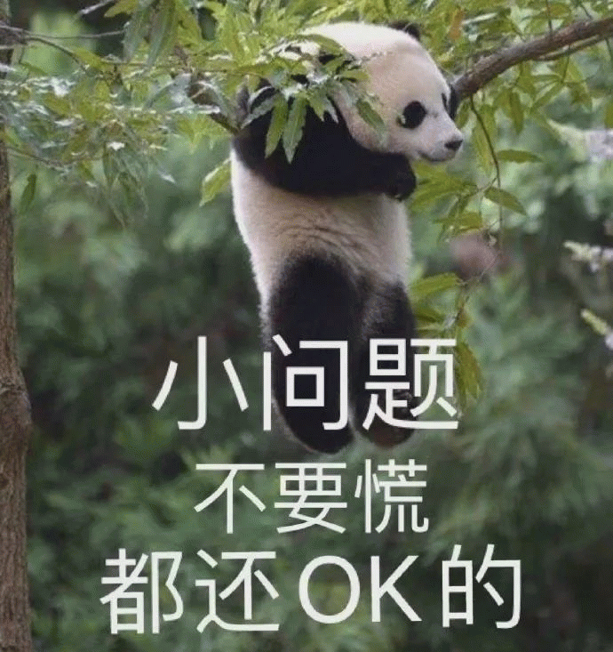 大熊猫趴在树枝上快要掉下去了说”小问题 不要慌 都还OK的“