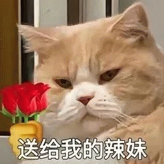 小猫拿着玫瑰花”送给我的辣妹“