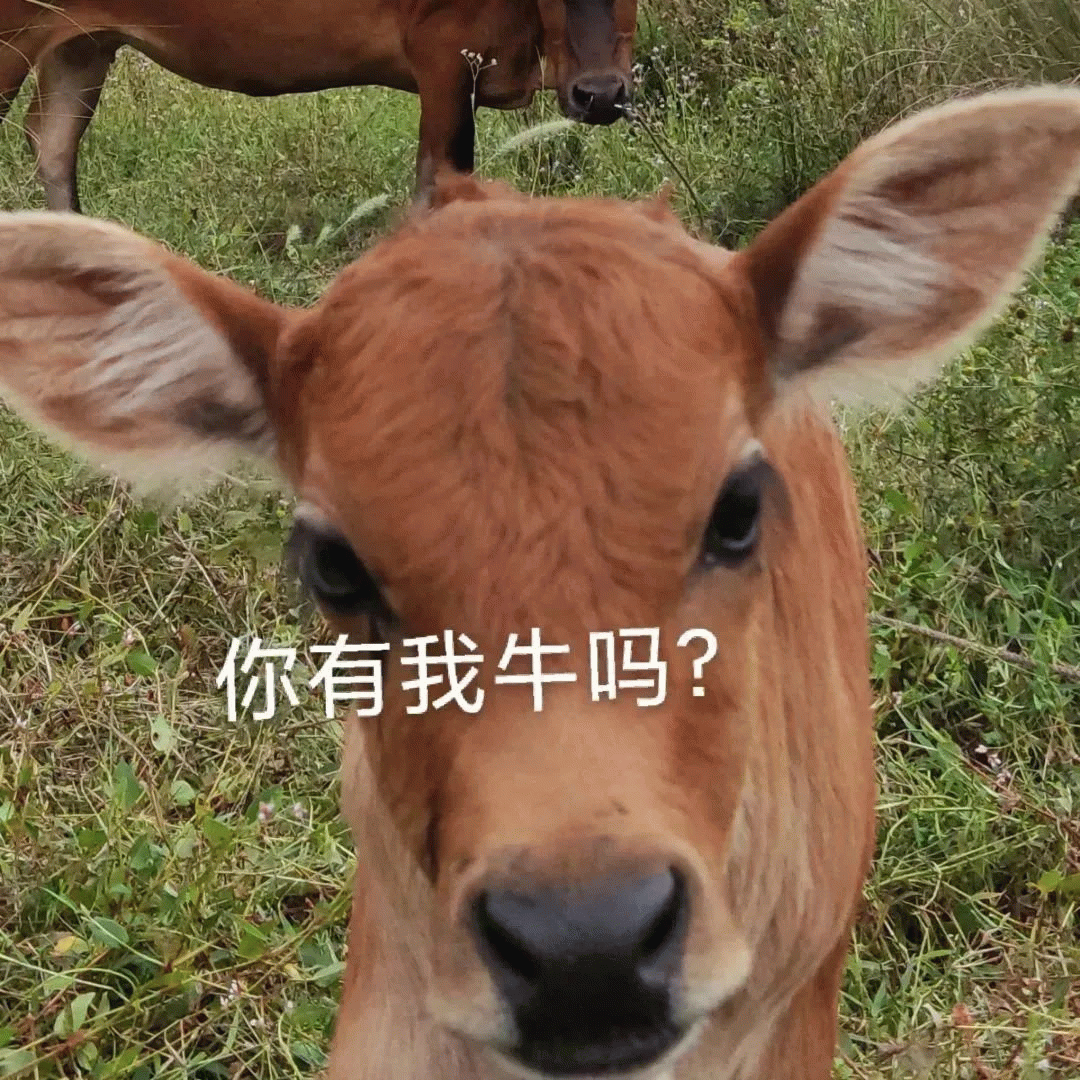 你有我牛吗？