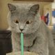 蓝猫在喝东西