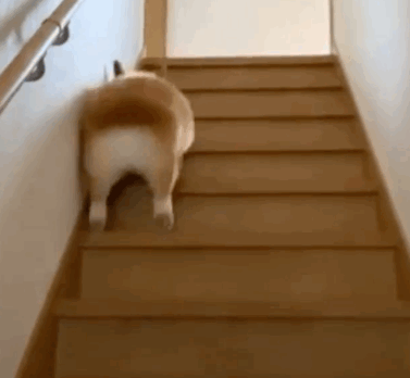 柯基爬楼梯