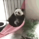熊猫吊床荡秋千