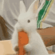 可爱兔子吃胡萝卜