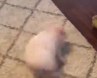 小猪开心转圈