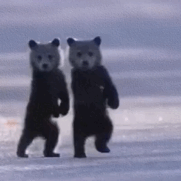 两只熊畏畏缩缩走路
