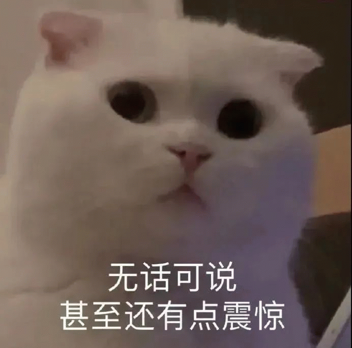 猫咪 猫咪震惊无语，无话可说 甚至还有点震惊